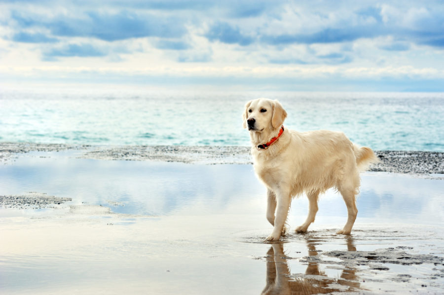 young white golden retriever stand waiting on the seafront