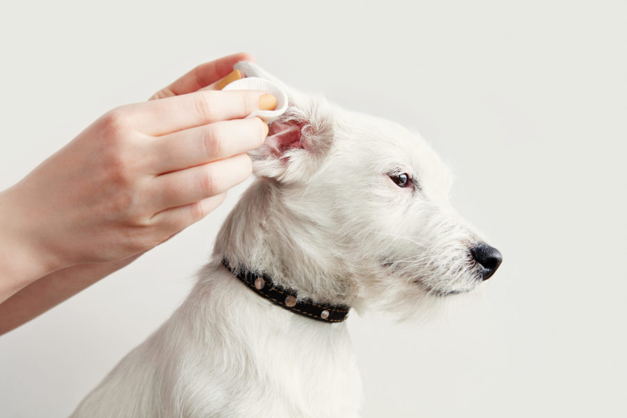 Dog Jack Russell Terrier having ear examination at veterinary clinic. Woman cleaning dogs ear at grooming salon. White background, copy space. Pet health care, treatments concept